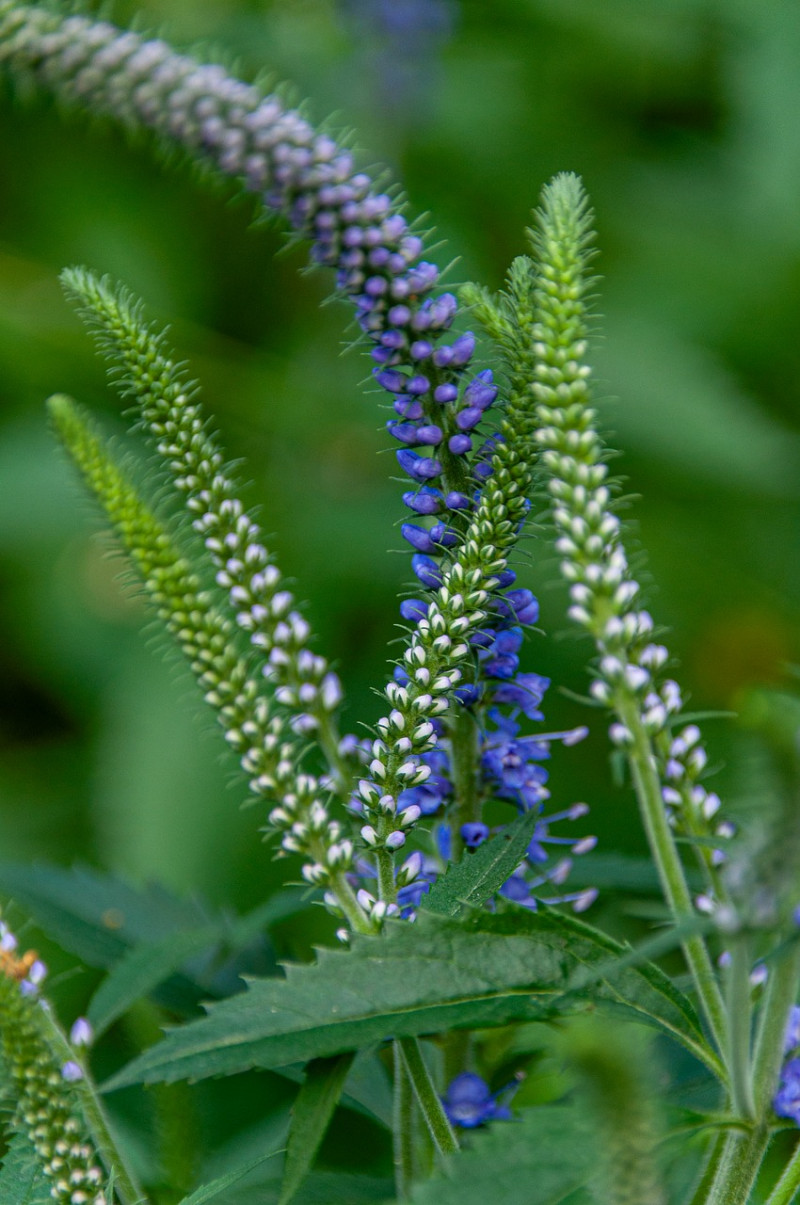 Veronica longifolia - lange ereprijs - inheemse waardplant - recht blauwe bloemaren - natuurlijke-voeding-hommels-insecten